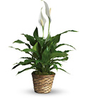 Simply Elegant Spathiphyllum - Peace Lily 6" 